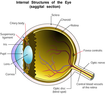 Eye Anatomy  ditki medical and biological sciences